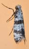Scythropia crataegella